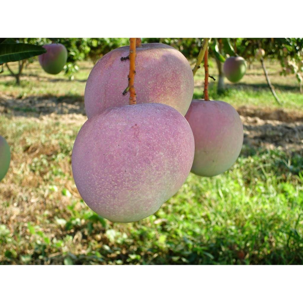 Cây giống XOÀI ÚC - Giống chuẩn F1 - Siêu sai quả ngon, ngọt