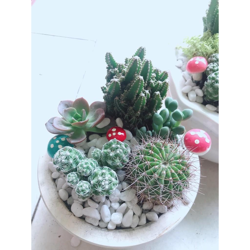 Chậu cây mix sẵn Bán Chạy