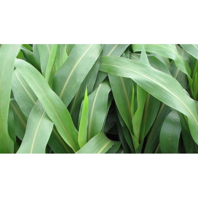 Hạt Giống Cỏ Cao Lương SUDAN SUPER BMR 200g, CHỊU HẠN TỐT