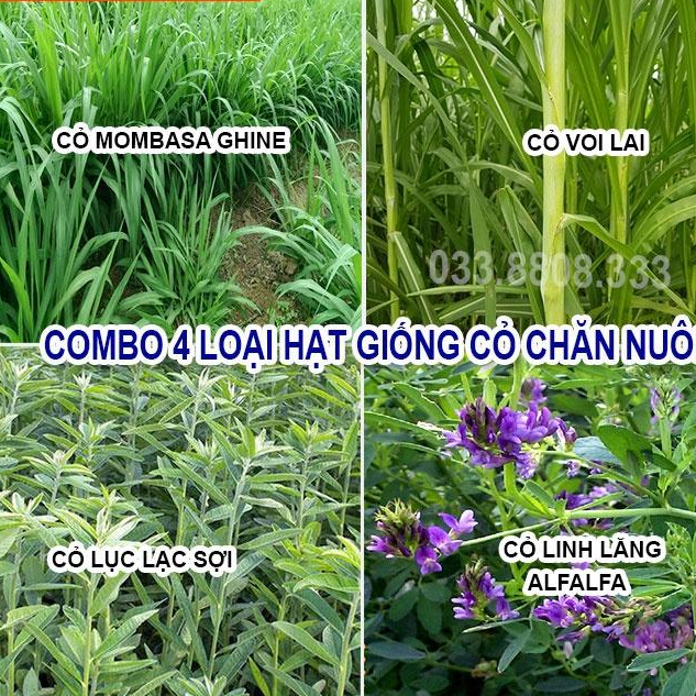  4 Loại Hạt Cỏ Chăn Nuôi - Cỏ Voi Lai, Mombasa Ghine, Lục Lạc Sợi, Alfalfa Linh Lăng ( mỗi loại 50g)