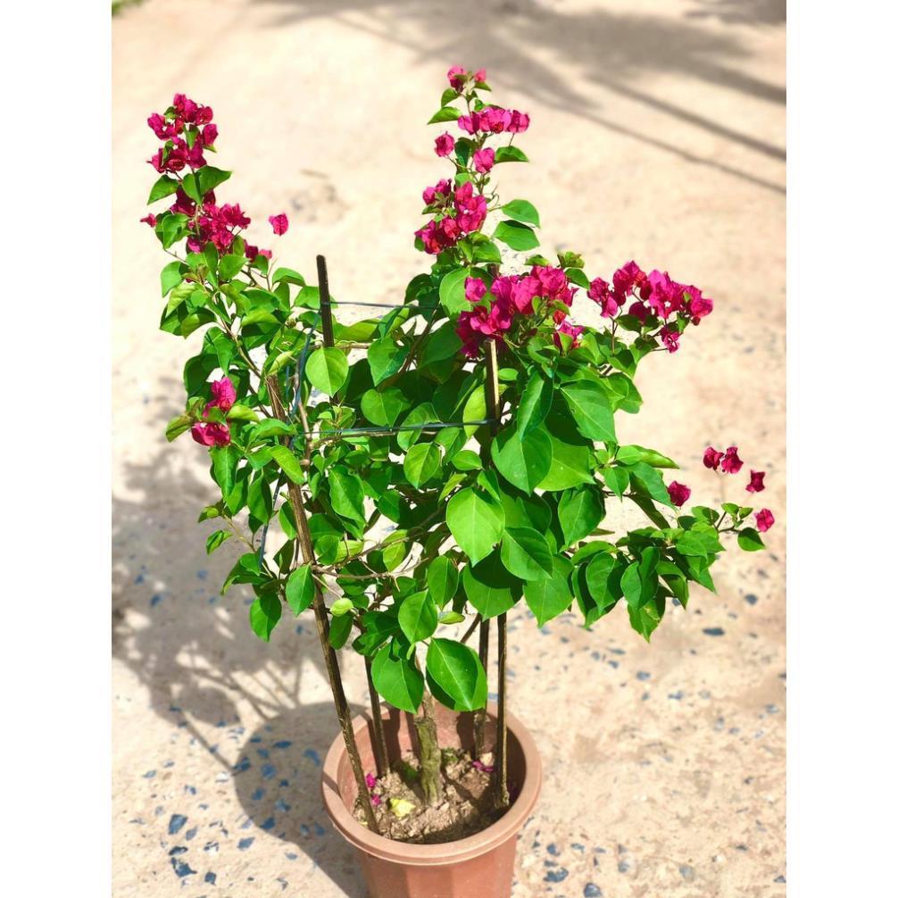 Cây hoa giấy đỏ cao 70cm đang hoa