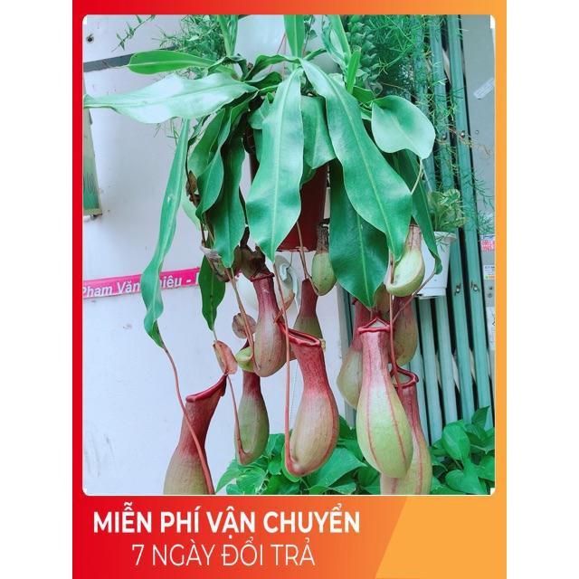 Cây Nắp Ấm Size Đại
