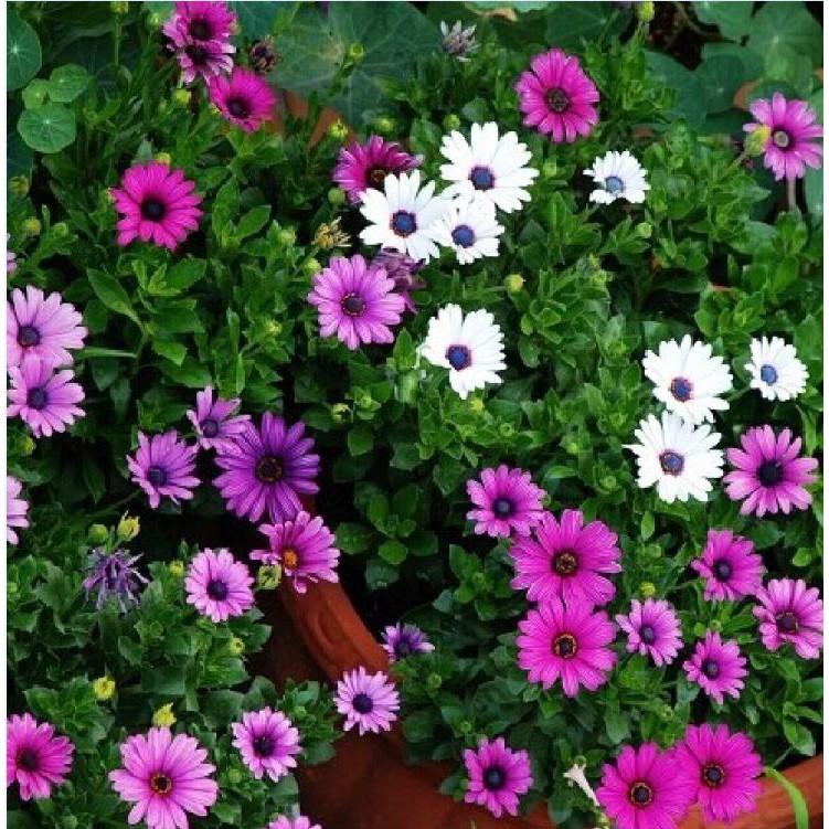 Hạt Giống Cúc Châu Phi Mix