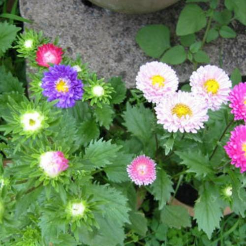 Hạt giống Hoa Cúc Magic nhiều màu– 50Hạt/gói