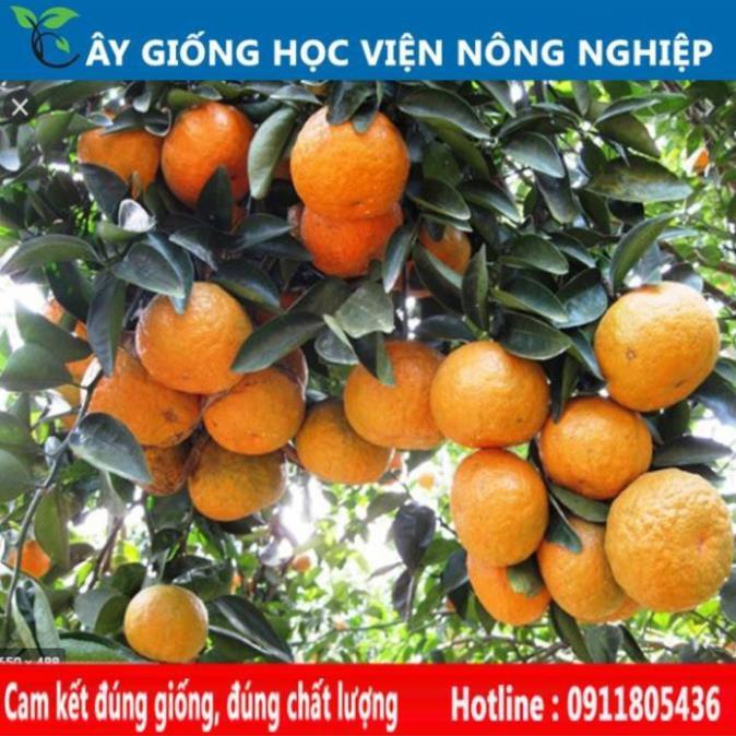 Sản phẩm Cây Ăn Trái giống cam sành Hà Giang