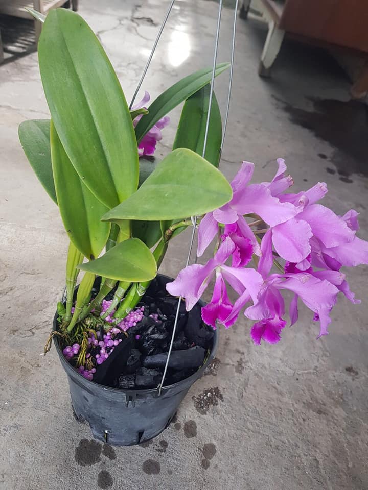 Rynan FM 220 - Dùng Cho Phong Lan Thời Kỳ Làm Bông Phân Hóa Mầm Bông Giữ Bông Lâu Tàn