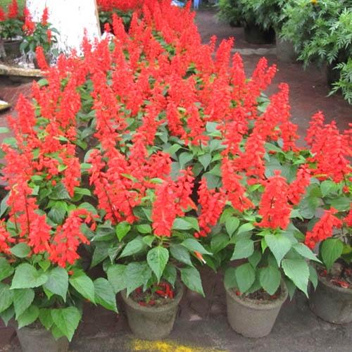 Hạt Giống Hoa/Xác/Pháo/Cao Đỏ KNS3676- Gói 50 hạt