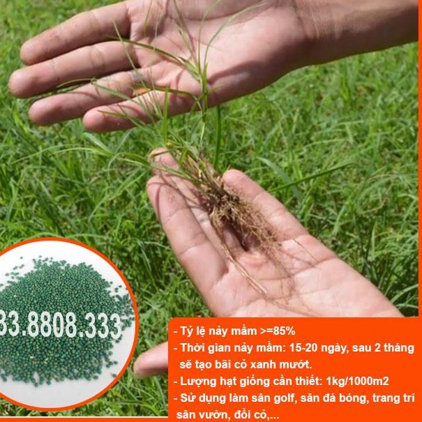 HẠT GIỐNG CỎ THẢM BERMUDA XANH 200gram - CỎ THẢM CẢNH, CỎ TRANG TRÍ SÂN VƯỜN