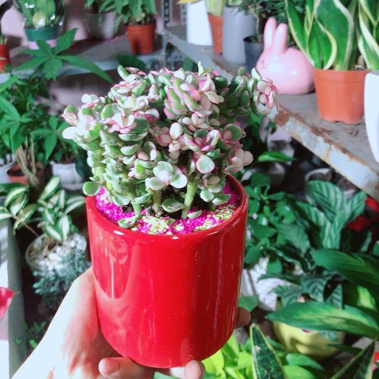 Chậu Cây Cành Vàng Lá Ngọc