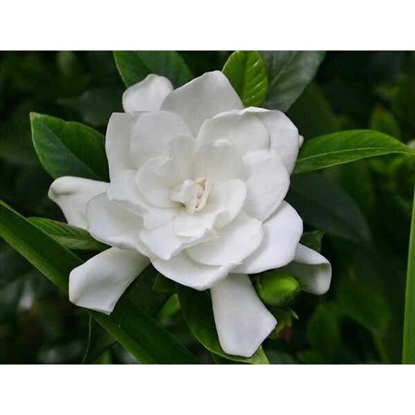 Cây hoa bạch thiên hương cao 50 - 60 cm đang nụ hoa