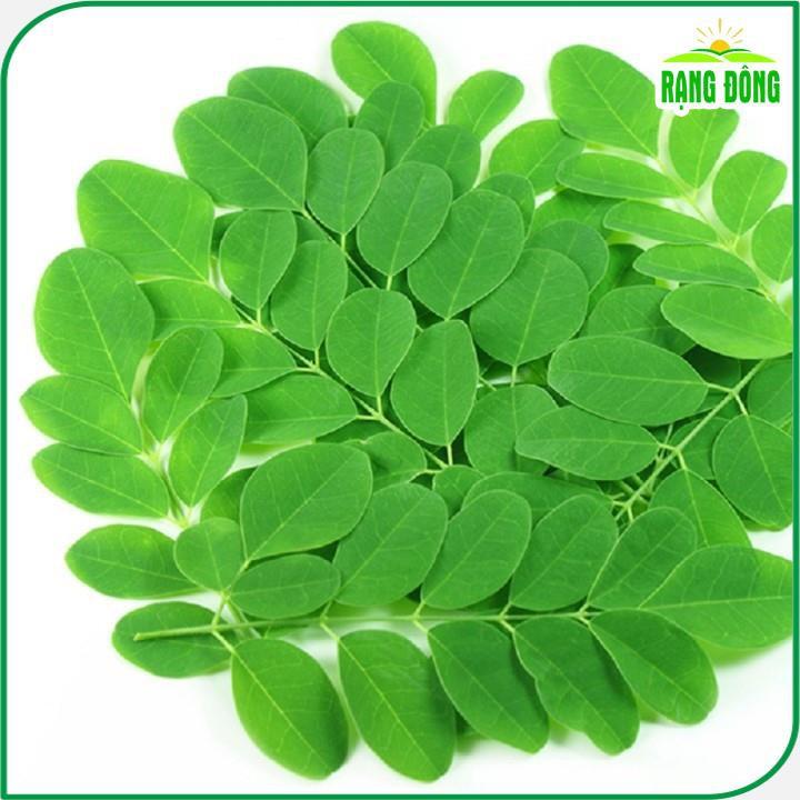Hạt giống Chùm Ngây Trồng Quanh Năm - Hạt giống Rạng Đông