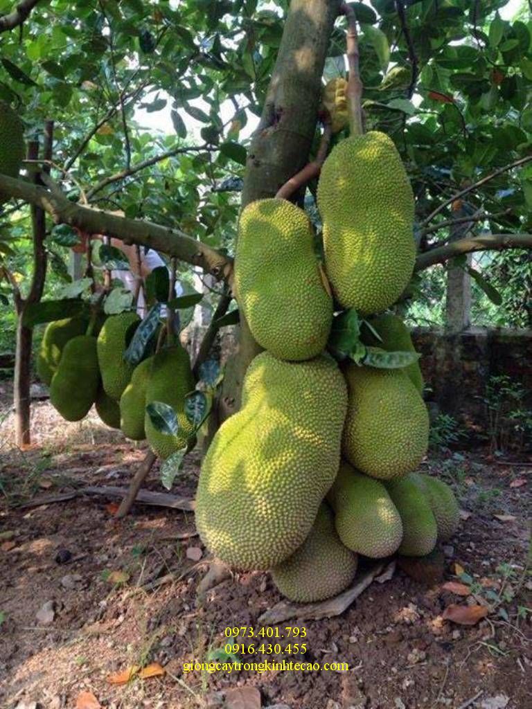 Cây Giống Mít nghệ tứ quý