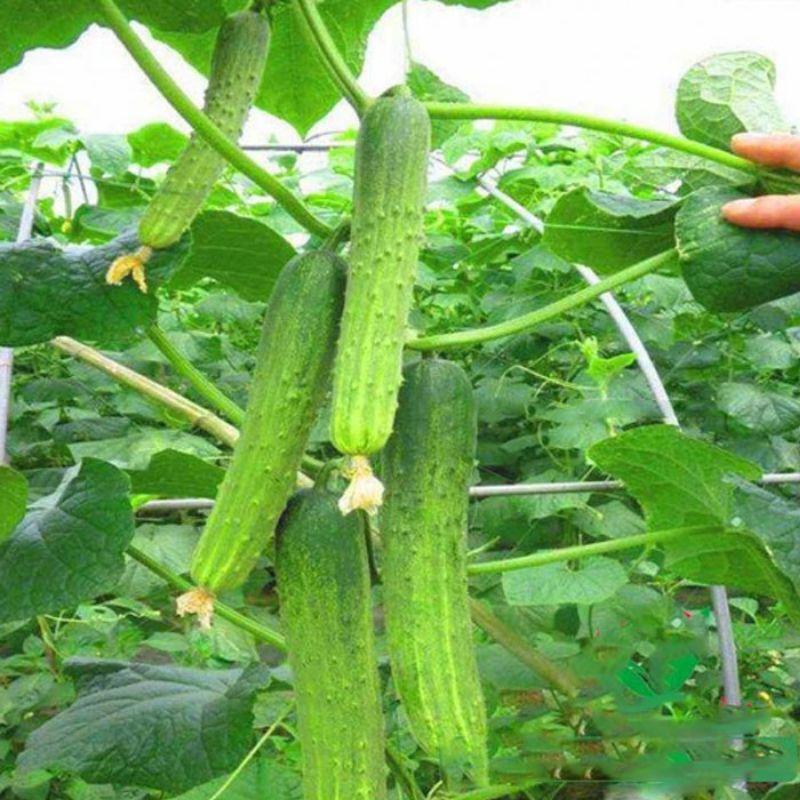 Hạt Giống Dưa Chuột Nếp Cao Sản Gói 1G 40 Hạt - Khu Vườn Ban Công