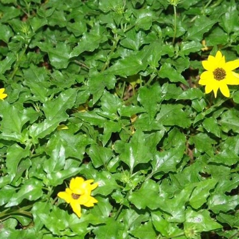 Cây sài đất tắm ngứa và rôm sảy - cây giống trong bầu đất đảm bảo khỏe mạnh