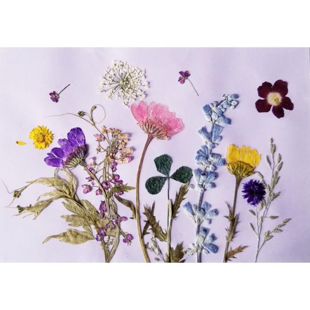 24x Natural Pressed Dried Larkspur Flowers Crafts Supplies Christmas Gifts