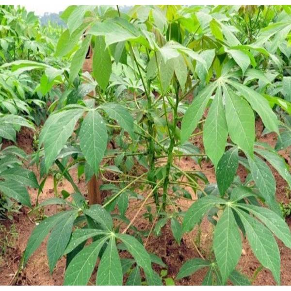 10 cây khoai mì hay cây sắn