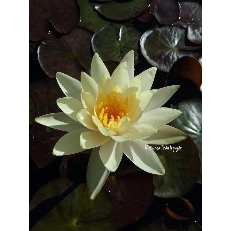Hoa súng Thái Lan màu trắng