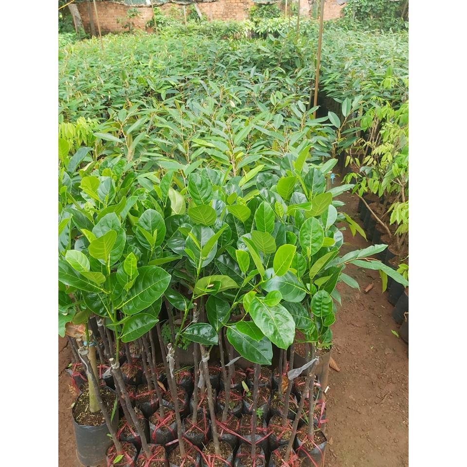 Cây giống Mít Nghệ Tứ Quý