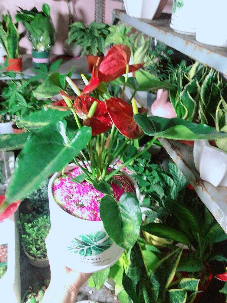 Chậu Cây Hồng Môn