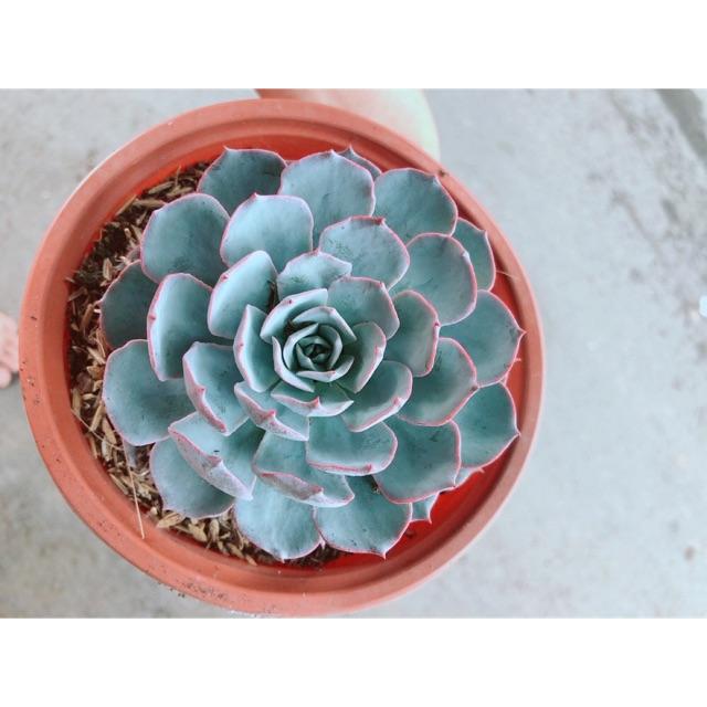 Sen Đá Hồng Phấn Size Lớn