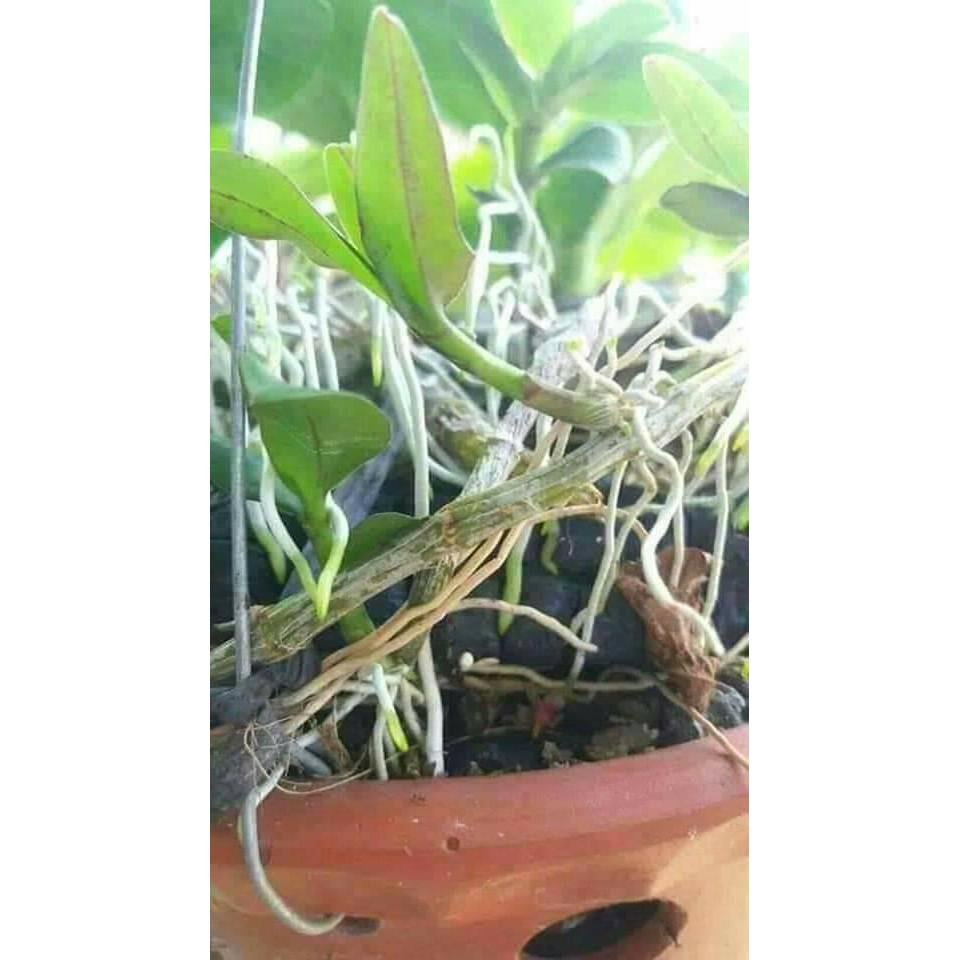 Vỏ thông trồng Lan - Đã qua xử lý