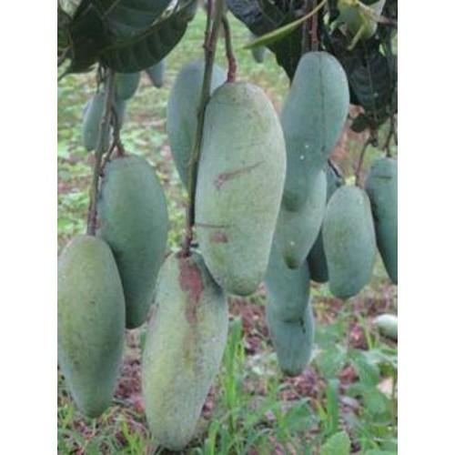 CÂY GIỐNG XOÀI THÁI SIÊU QUẢ- CAM KÊT GIỐNG CHUẨN F1 - CGXTLSQSN