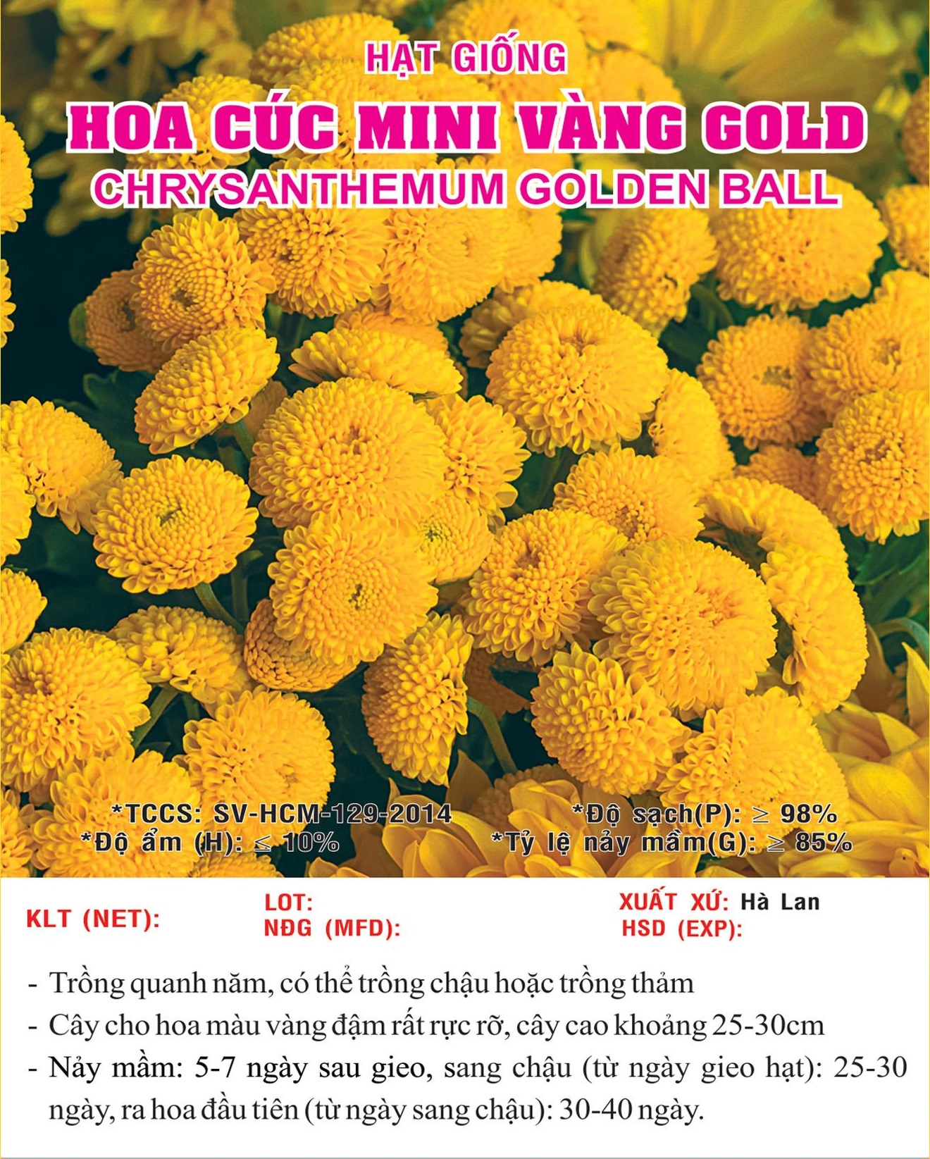 Hạt giống hoa Cúc Mini Vàng Gold VTS166