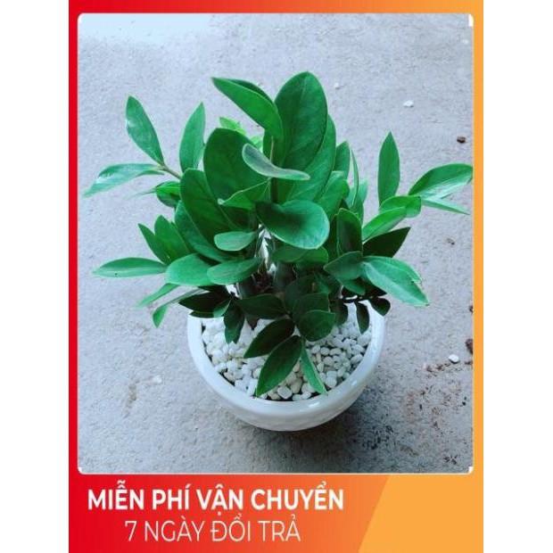 Chậu Kim Tiền