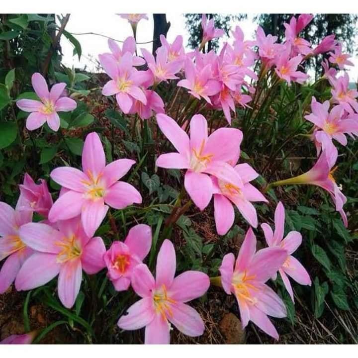 10 Củ giống hoa huệ mưa hoa màu hồng ( KNS3736 )