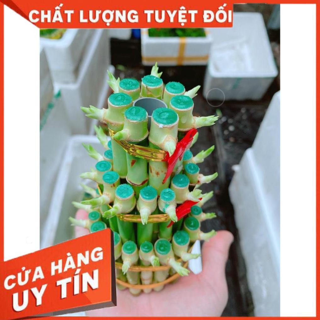 Cây Phát Tài Nhiều Người Mua