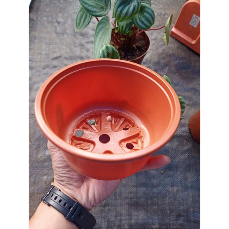 Chậu nhựa trồng cây size 15cm