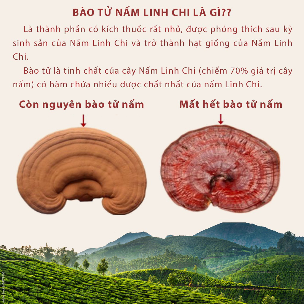 Nấm Linh Chi Đỏ Giang Phong Sản Phẩm Bồi Bổ Đạt Chuẩn OCOP 4 Sao Sản Xuất Theo Tiêu Chuẩn Nghiêm Ngặt Của Vietgap , Sản Phẩm Đạt Chứng Chỉ An Toàn Vệ Sinh Thực Phẩm Do Tỉnh Quảng Ngãi Cấp Phép