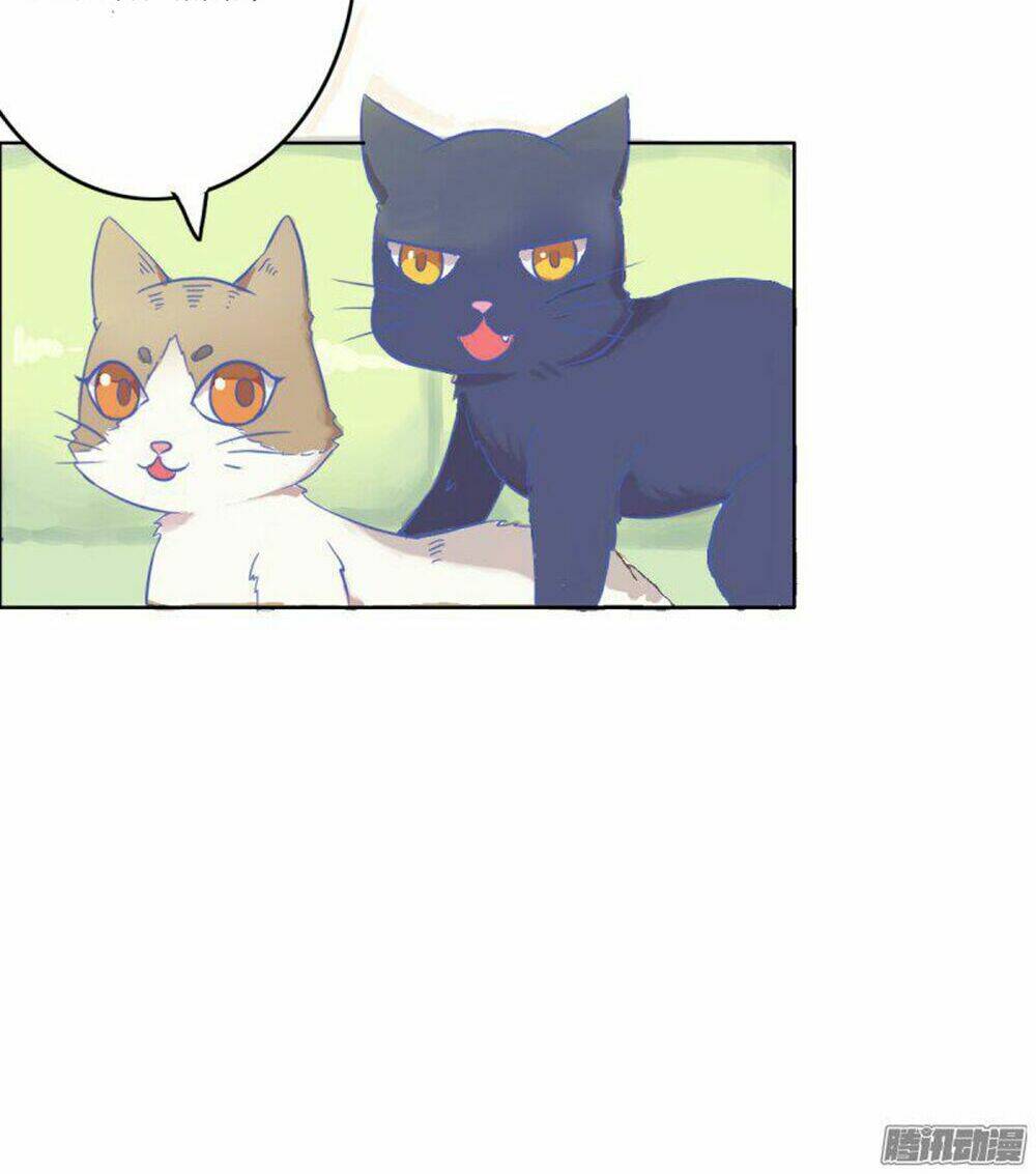 hai chú mèo totem chapter 2 13