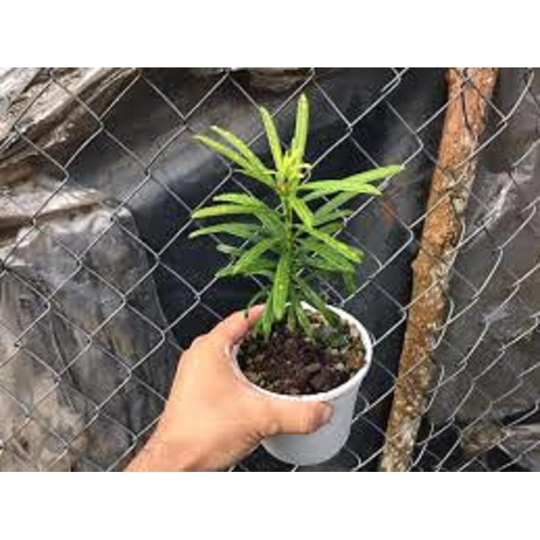 CÂY GIỐNG TÙNG LA HÁN - CÂY NHỎ