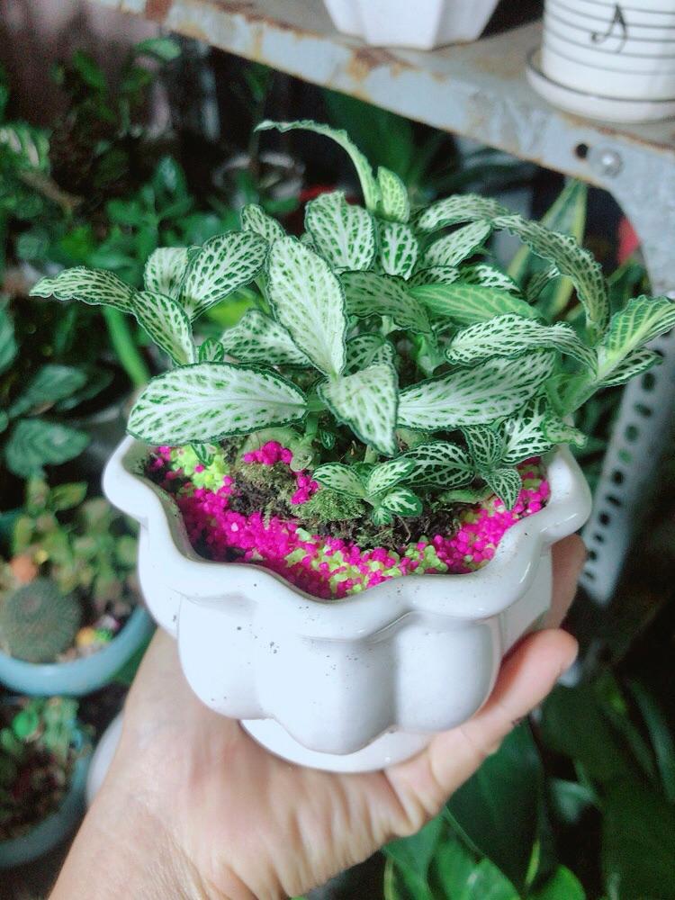 Chậu Cây Cẩm Nhung  Màu Xanh