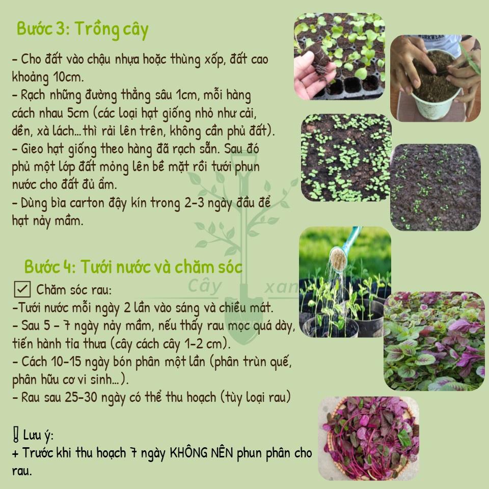 Hạt Giống Rau Dền Ba Màu 20Gr