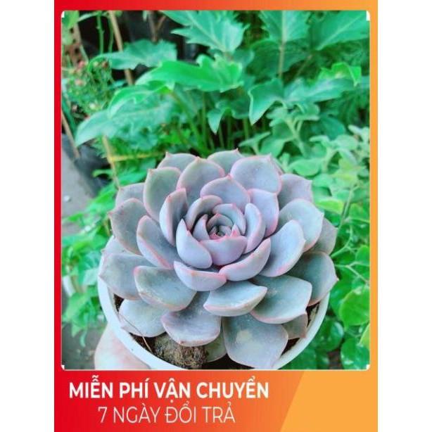 Sen Đá Tím Cánh Cứng