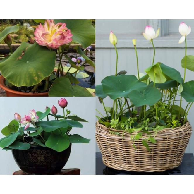 Gói 5 hạt giống sen mini Nhật trồng chậu nhiều màu cánh kép