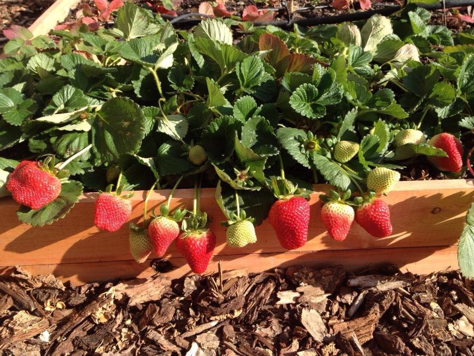 Hạt Giống Dâu Tây Chịu Nhiệt F1 High Quality Seeds - Nảy Mầm Cực Chuẩn