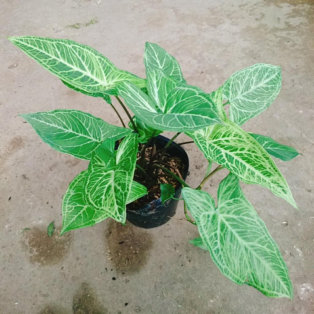 Cây Trầu Bà Thái - cây cảnh để bàn + tặng phân bón cho cây