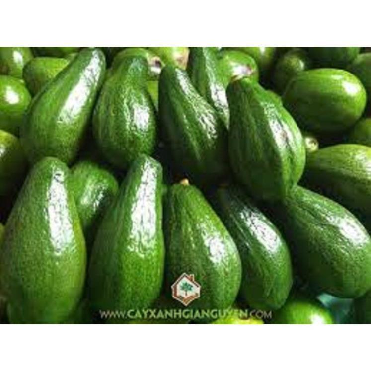 CÂY GIỐNG BƠ SÁP XANH