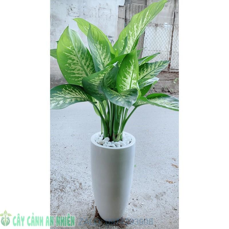 Chậu Cây Vạn Niên Thanh Lớn