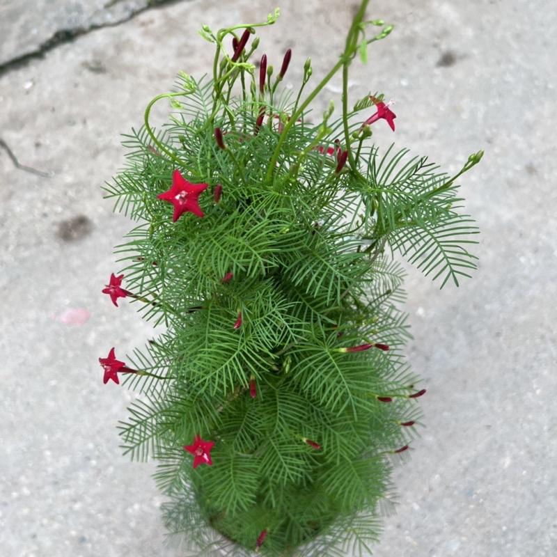 Cây hoa sao thân leo cao 70cm, cây hoa leo giàn trang trí sân vườn và ban công tạo bóng mát