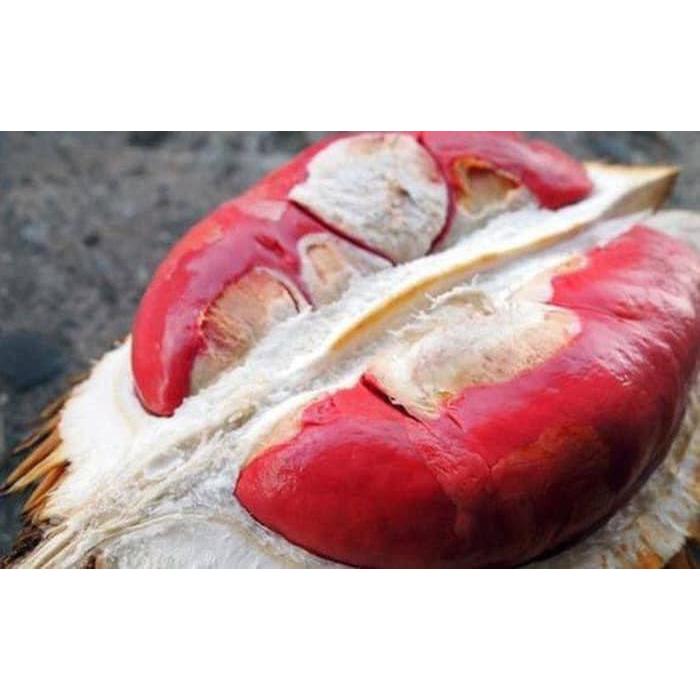CÂY GIỐNG SẦU RIÊNG RUỘT ĐỎ GỐC TO GHÉP 2 NĂM.