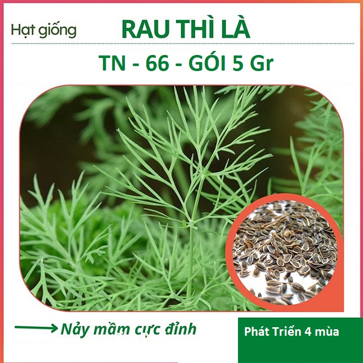 Hạt Giống Rau Thì Là - TN66 - Trồng Quanh Năm - Gói 5Gr