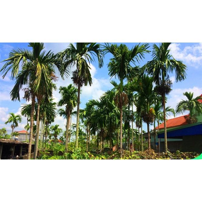 Combo 10 cây giống Cau cao.