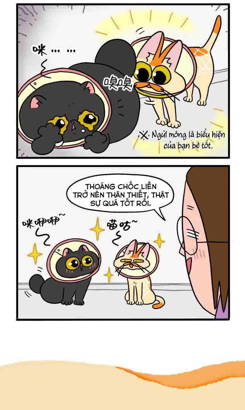 a mãn và mạch trà chapter 22 6