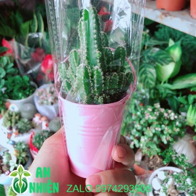 Chậu Xương Rồng Mini