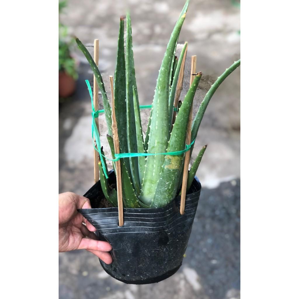 Cây Nha Đam lá to dùng chế biến thực phẩm