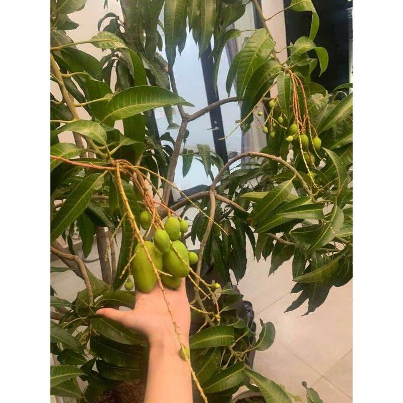 Cây giống XOÀI cát hòa lộc siêu sớm